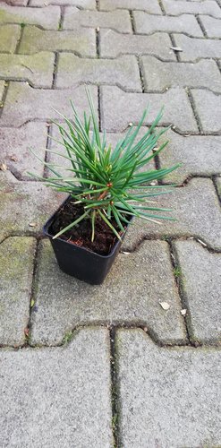 Dáždnikovec praslenovitý, Sciadopitys verticillata,  kontajner C1 10 - 20 cm