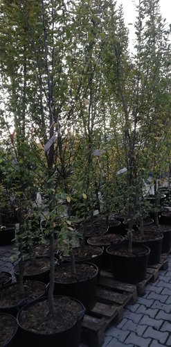 Hrab obyčajný Fastigiata, Carpinus betulus, +300 cm, kont. 25l