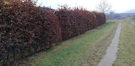 Hrab obyčajný, Carpinus betulus, kont. 2l