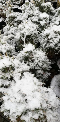 Borovica čierna Spielberg, Pinus nigra, 30 - 40 cm, kont. 5l