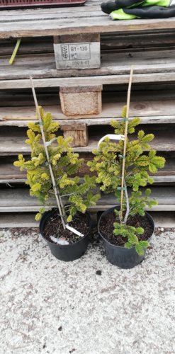 Jedľa Nordmannova Aurea, Abies nordmanniana, 50 – 65 cm, kont. 3 l.