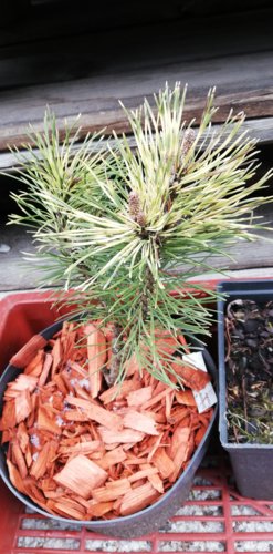 Borovica horská Sunshine, Pinus mugo 30 - 35 cm, kont. 3l