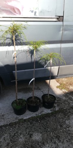 Tuja riasnatá Whipcord, Thuja plicata  kontajner C5 na kmienku 100 -110 cm