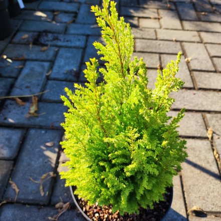 Cypruštek Yellow Transparent, Chamaecyparis lawsoniana 30 - 40 cm, kont. 3l