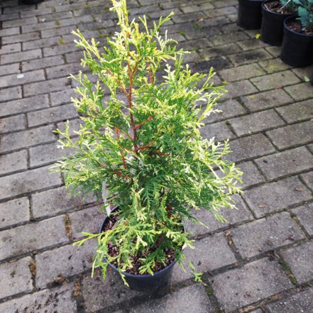 Tuja západná Litomyšl, Thuja occidentalis 50 - 60 cm, kont.