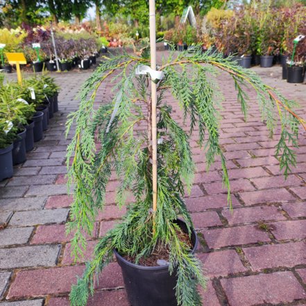 Cypruštek Lawsonov Dick Weeping, Chamaecyparis lawsoniana 40 - 60 cm, kont. 3l