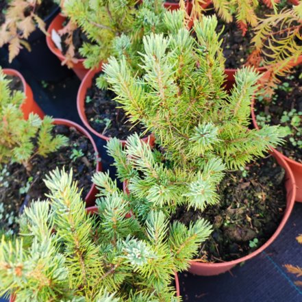 Smrek biely Golden Peak,	Picea glauca 20 - 40 cm, kont. 3l