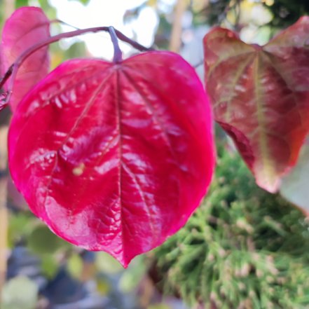 Judášovec kanadský Carolina Sweetheart, Cercis canadensis, , 160 – 180 cm, kontajner 10l