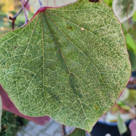 Judášovec kanadský Carolina Sweetheart, Cercis canadensis, , 160 – 180 cm, kontajner 10l