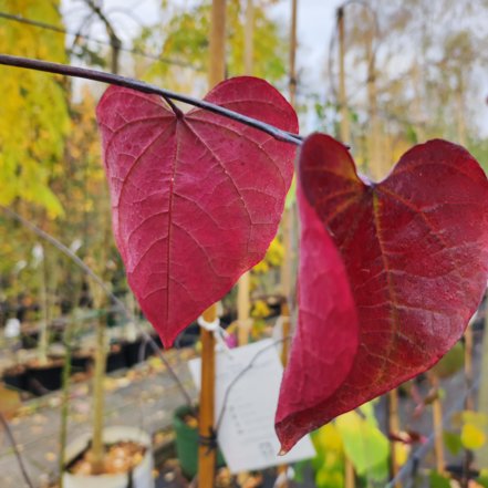 Judášovec kanadský Carolina Sweetheart, Cercis canadensis, , 160 – 180 cm, kontajner 10l