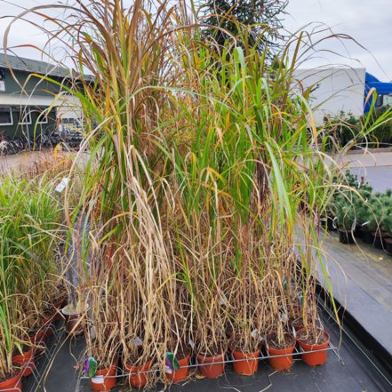 Ozdobnica veľká, Miscanthus giganteus, kont. 3l