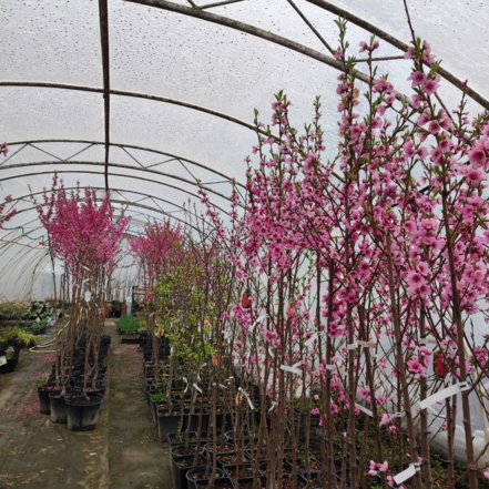 Broskyňa Inka, Prunus persica, 160 – 170 cm. kont. 10 l.