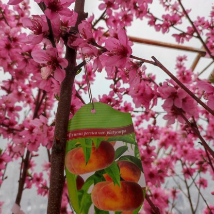 Broskyňa obyčajná ploskoplodá - UFO, Prunus persica var. Platycarpa, 160 – 170 cm, kont. 10l.