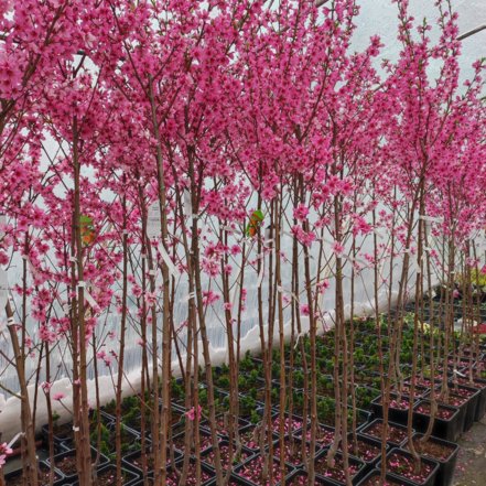 Broskyňa obyčajná ploskoplodá - UFO, Prunus persica var. Platycarpa, 160 – 170 cm, kont. 10l.