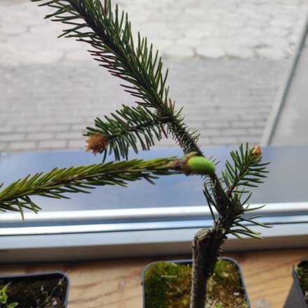 Smrek obyčajný 'Cranstonii', Picea abies, kont.P9