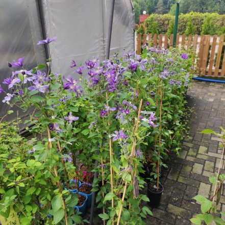Plamienok Arabella, Clematis, kontajner 3l