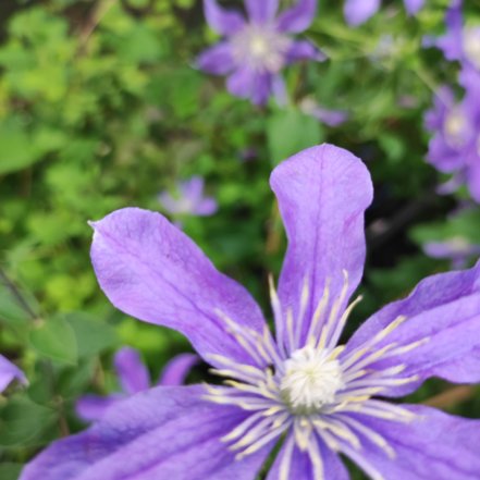 Plamienok Arabella, Clematis, kontajner 3l