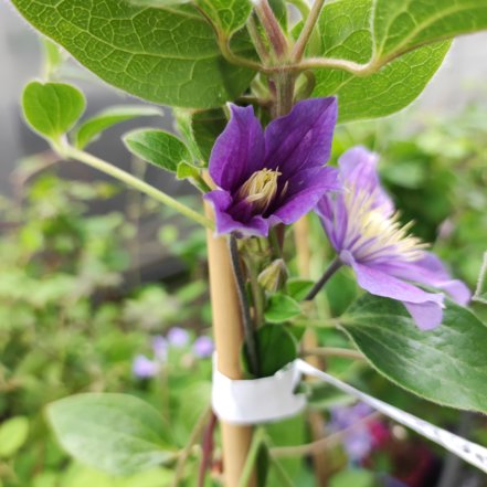 Plamienok Arabella, Clematis, kontajner 3l