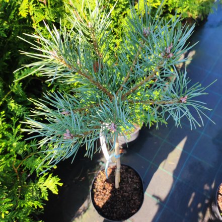 Borovica lesná Chantry Blue ( na kmienku), Pinus sylvestris, 30 - 55 cm, kont. 3l