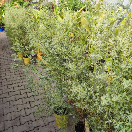 Eukalyptus Gunnov France Blue, Eucalyptus gunnii, kontajner 3l