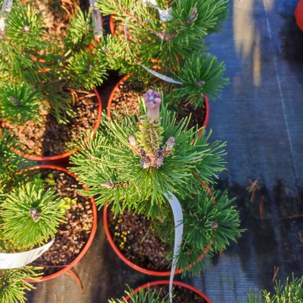 Borovica horská Kosodrevina - Dunajovec, Pinus mugo pumilio, 10 - 30 cm, kont. 3l