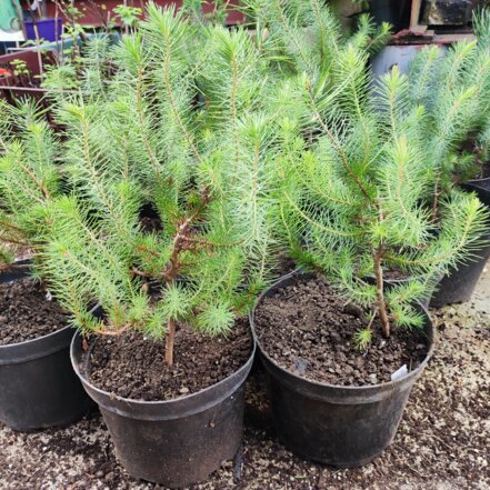 Borovica P niov Pinus Pinea Kont 5L Borovice Fragaria sk