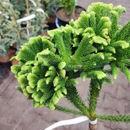 Kryptoméria japonská Tomahawk, kmeň Cryptomeria japonica. + 40 kontajner 3l