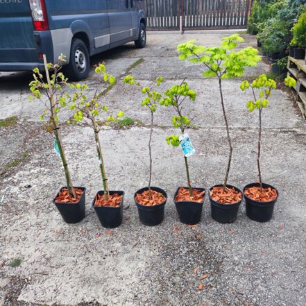 Javor Shirasawanský Aureum Acer shirasawanum, kontajner C2,  40-80 cm