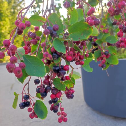 Muchovník jelšolistý Smoky +100 cm, Amelanchier alnifolia kont. 0,5 l