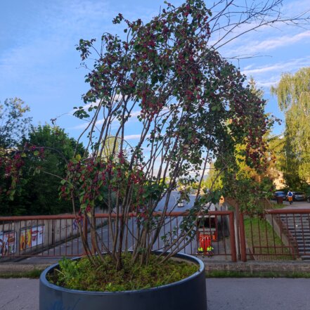 Muchovník jelšolistý Smoky +100 cm, Amelanchier alnifolia kont. 0,5 l