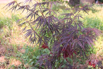 Javor dlaňovitolistý Firecracker, Acer palmatum, na kmienku, +150 cm, kontajner C 4