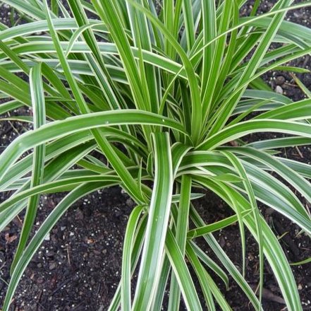 Ostrica japonská Ice Dance, Carex morrowii, kont. 2l