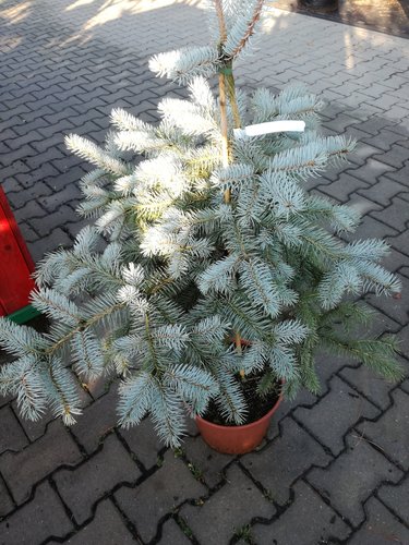 Smrek pichľavý Edith, Picea pungens, 40 - 70 cm, kont. 5l