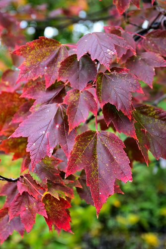 Javor červený Red Sunset, Acer rubrum, 100 – 120 cm, kontajner 5l