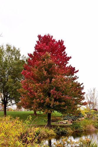 Javor červený Red Sunset, Acer rubrum, 100 – 120 cm, kontajner 5l