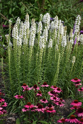 Liatra klasnatá Floristan White Liatris spicata, kontajner 2l