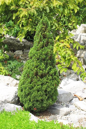 Smrek biely Jean's Dilly  Picea glauca 20 - 30 cm, kont. 3l