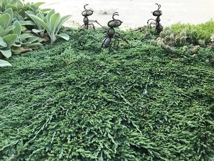 Borievka rozprestretá Pancake, Juniperus horizontalis 20 - 25 cm, kont. 3l