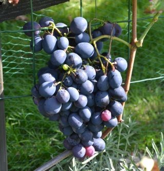 Vinič Konsul , Vitis, kontajnerovaná sadenica 1 l