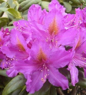 Rododendron Libretto, Rhododendron, 30 - 50 cm, kont. 5l