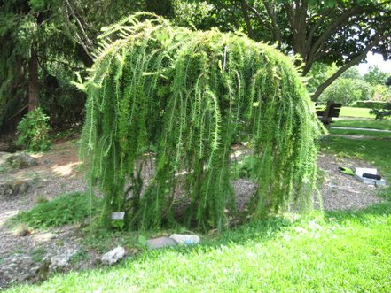 Smrekovec opadavý  Pendula, Larix decidua 120 - 180 cm, kont. 5l