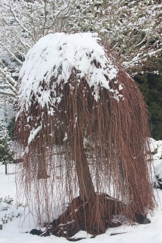 Smrekovec opadavý  Pendula, Larix decidua 120 - 180 cm, kont. 5l
