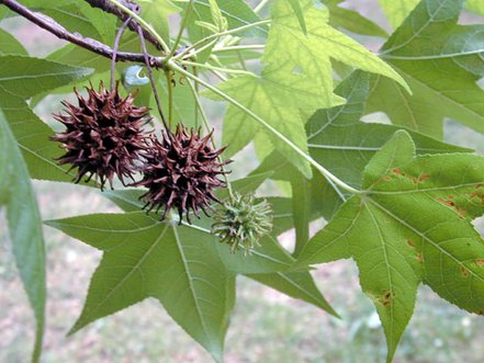 Ambrovník styraxový Gum Ball, Liquidambar styraciflua, na kmienku + 130 cm, kontajner 5l