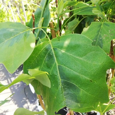 Ľaliovník tulipánokvetý Aureomarginatum , Liriodendron tulipifera, 120 – 1500 cm, kon. 3l