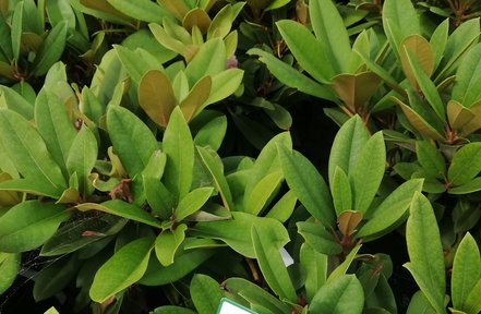 Rododendron Maifreude, Rhododendron 40 - 50 cm, kont. 4l