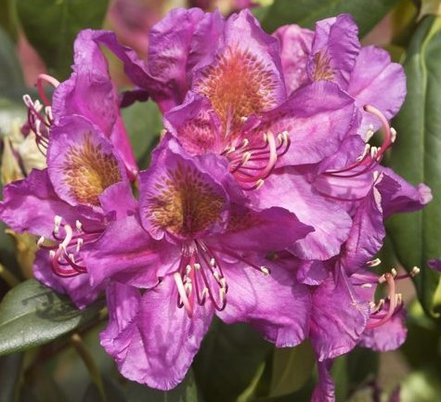 Rododendron Marcel Menard, Rhododendron, 30 - 50 cm, kont. 5l