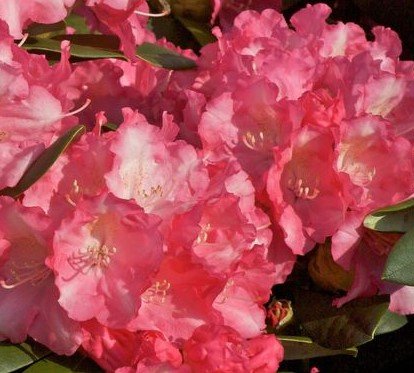 Rododendron Marlis, Rhododendron, 30 - 50 cm, kont. 5l
