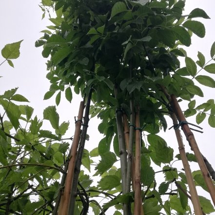 Jaseň mannový Mecsek, Fraxinus ornus, +300 cm, kont 5l