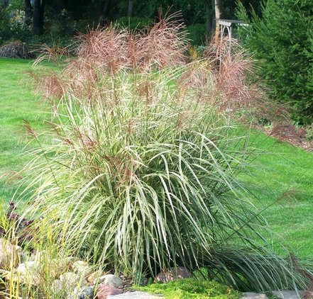 Ozdobnica čínská Variegatus, Miscanthus sinensis , kontajner 1 l