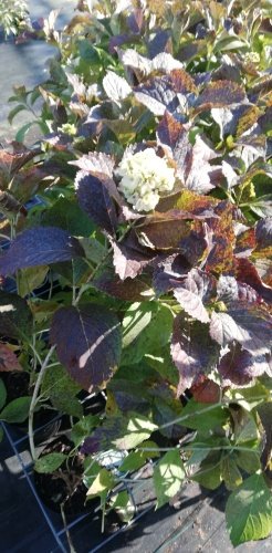 Hortenzia kalinolistá  Mme E. Chanley', Hydrangea macrophlylla, 30 - 60 cm, kont. 3l